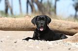 CANE CORSO 495